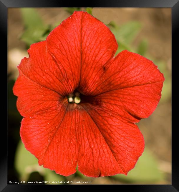 Red Petunia Framed Print by James Ward