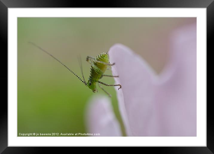 junior hopper Framed Mounted Print by Jo Beerens