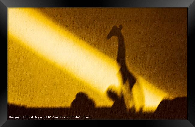 Safari Shadow Framed Print by Paul Boyce