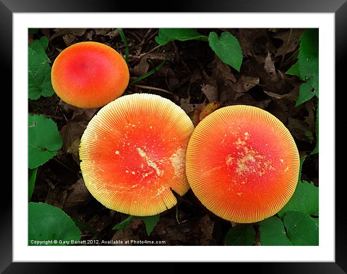 Three Red Mushrooms Framed Mounted Print by Gary Barratt