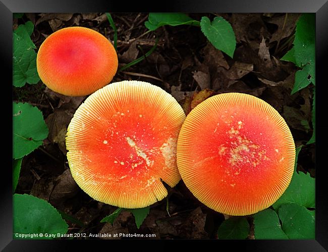 Three Red Mushrooms Framed Print by Gary Barratt