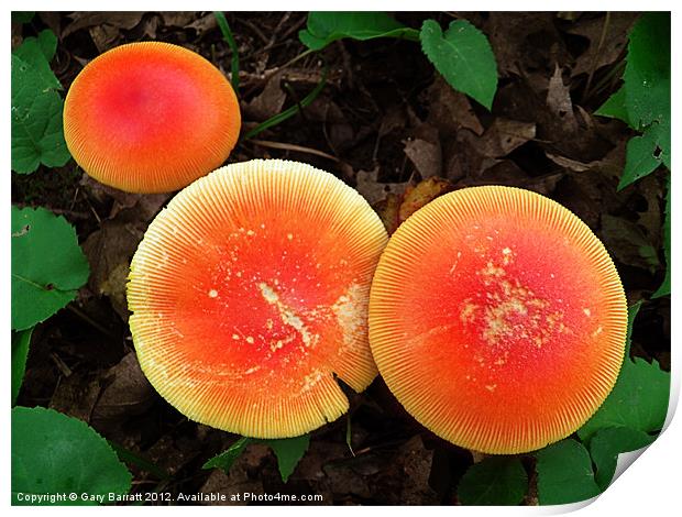 Three Red Mushrooms Print by Gary Barratt