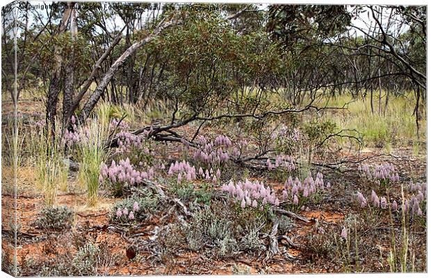 Mallee Scrub at Mungo Canvas Print by Carole-Anne Fooks