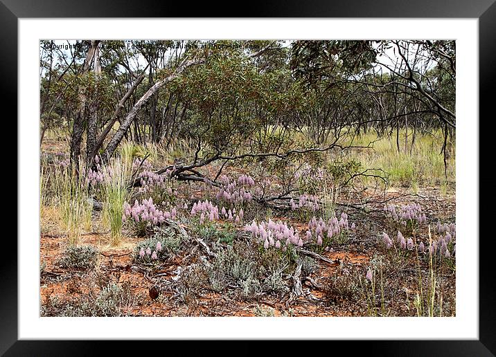 Mallee Scrub at Mungo Framed Mounted Print by Carole-Anne Fooks