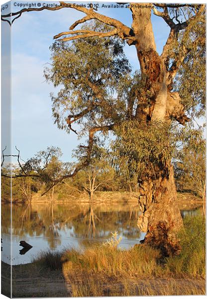 River Murray & River Red Gum Canvas Print by Carole-Anne Fooks