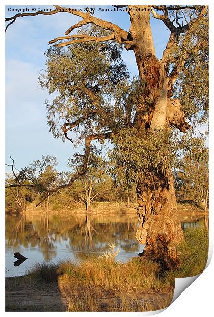 River Murray & River Red Gum Print by Carole-Anne Fooks