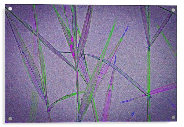 Water Reed Digital art Acrylic by David Pyatt