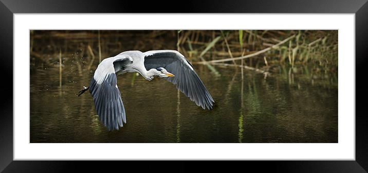FLIGHT OF THE HERON Framed Mounted Print by Anthony R Dudley (LRPS)