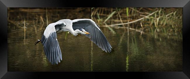 FLIGHT OF THE HERON Framed Print by Anthony R Dudley (LRPS)