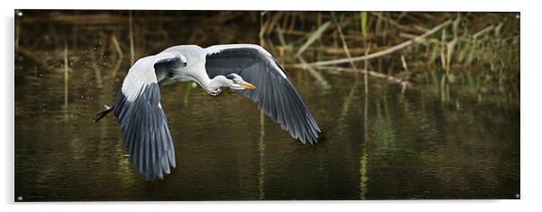 FLIGHT OF THE HERON Acrylic by Anthony R Dudley (LRPS)