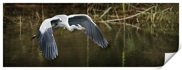 FLIGHT OF THE HERON Print by Anthony R Dudley (LRPS)