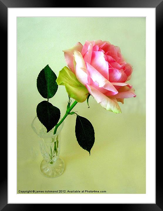 Pink Tea Rose Framed Mounted Print by james richmond
