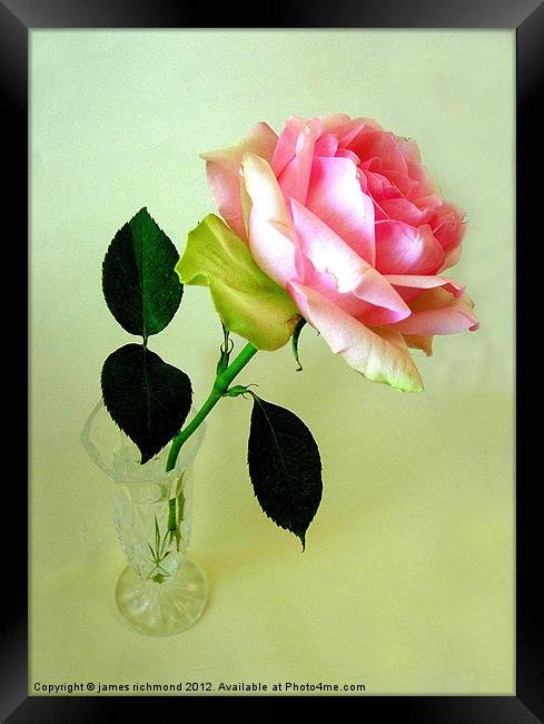 Pink Tea Rose Framed Print by james richmond