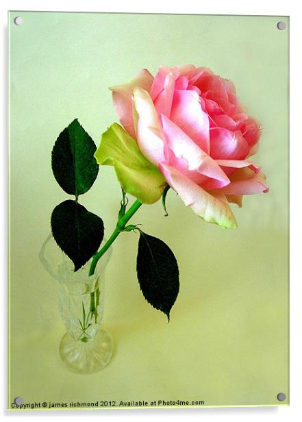 Pink Tea Rose Acrylic by james richmond