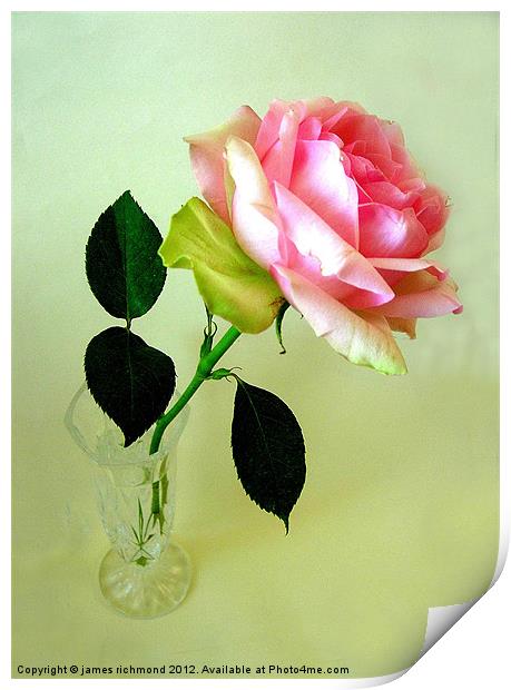 Pink Tea Rose Print by james richmond