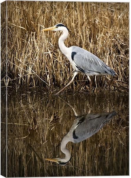 HERON REFLECTION Canvas Print by Anthony R Dudley (LRPS)
