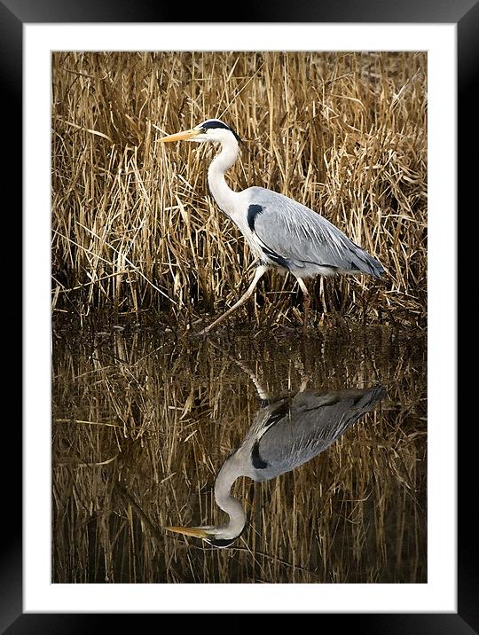 HERON REFLECTION Framed Mounted Print by Anthony R Dudley (LRPS)