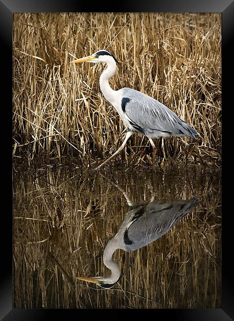 HERON REFLECTION Framed Print by Anthony R Dudley (LRPS)