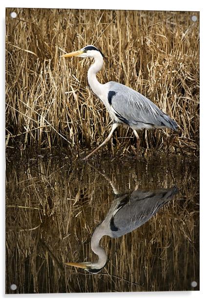HERON REFLECTION Acrylic by Anthony R Dudley (LRPS)