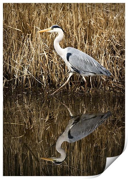 HERON REFLECTION Print by Anthony R Dudley (LRPS)