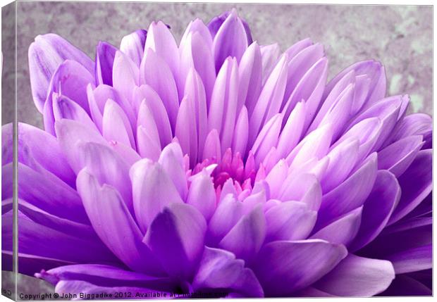 Lilac Chrysanthemum Canvas Print by John Biggadike