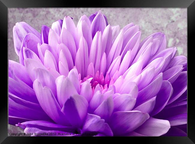 Lilac Chrysanthemum Framed Print by John Biggadike