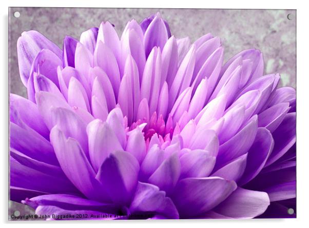 Lilac Chrysanthemum Acrylic by John Biggadike