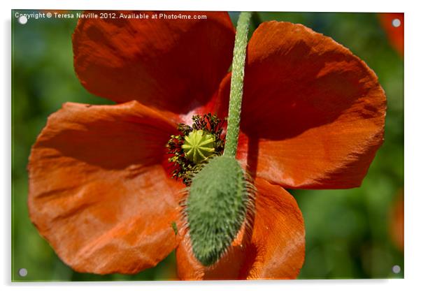 Poppy and Bud Acrylic by Teresa Neville