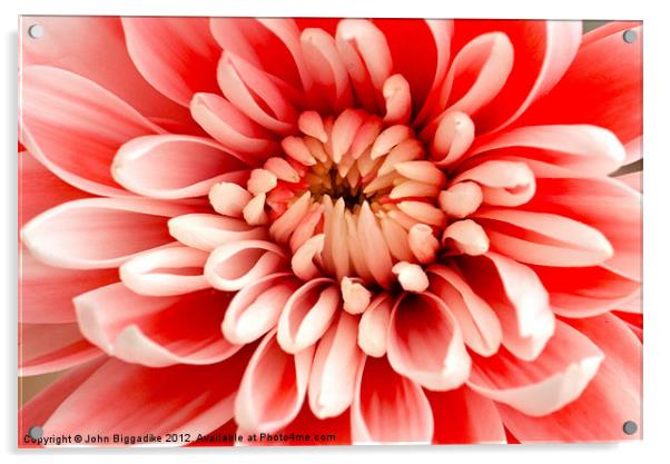 Pink Chrysanthemum from above Acrylic by John Biggadike