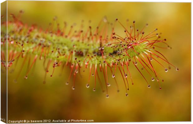 cape sundew Canvas Print by Jo Beerens