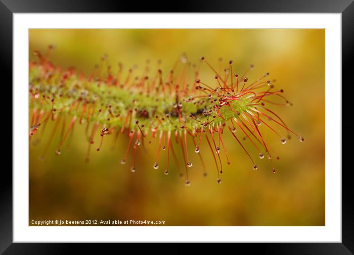 cape sundew Framed Mounted Print by Jo Beerens