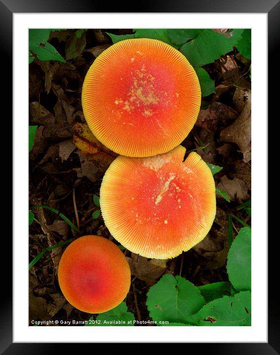 Red Mushroom Trio Framed Mounted Print by Gary Barratt