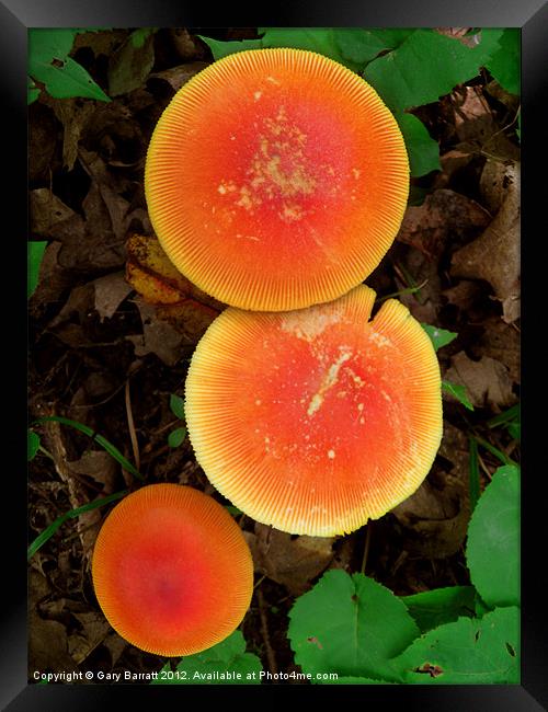 Red Mushroom Trio Framed Print by Gary Barratt