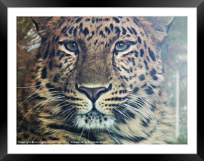 Up close 1 Framed Mounted Print by michelle whitebrook
