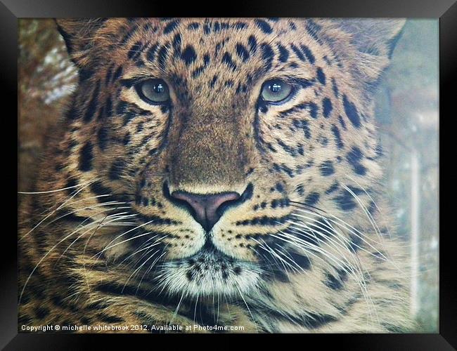 Up close 1 Framed Print by michelle whitebrook