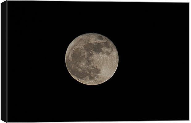 wolf moon Canvas Print by philip hendry