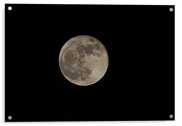 wolf moon Acrylic by philip hendry