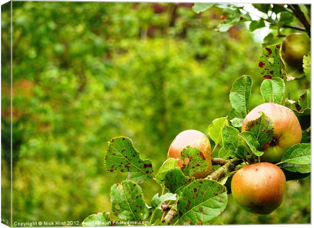 Apples Canvas Print by Nick Hirst