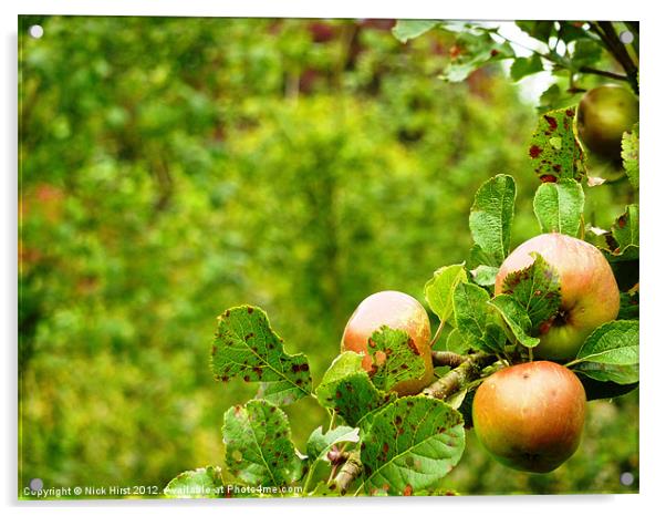 Apples Acrylic by Nick Hirst