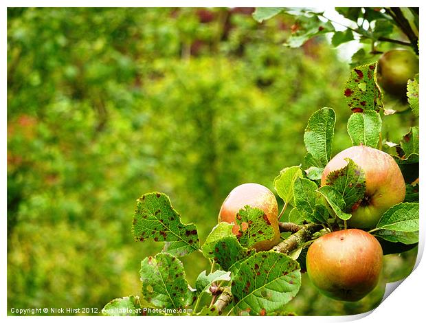 Apples Print by Nick Hirst