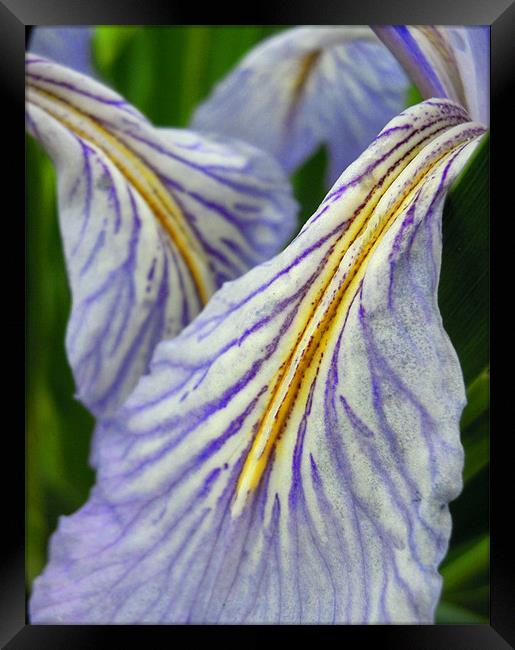 iris petals Framed Print by Heather Newton