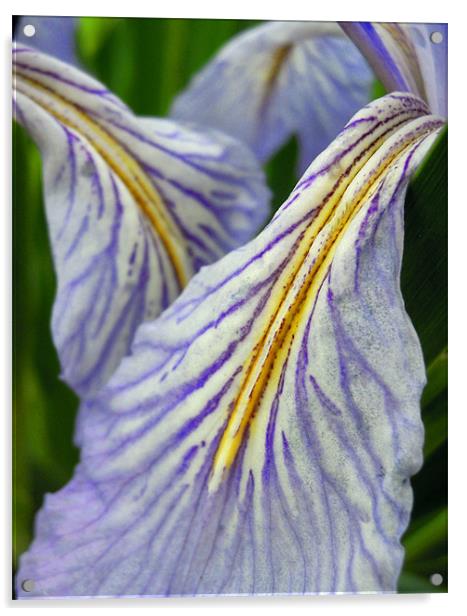 iris petals Acrylic by Heather Newton
