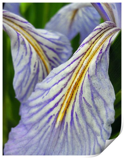 iris petals Print by Heather Newton