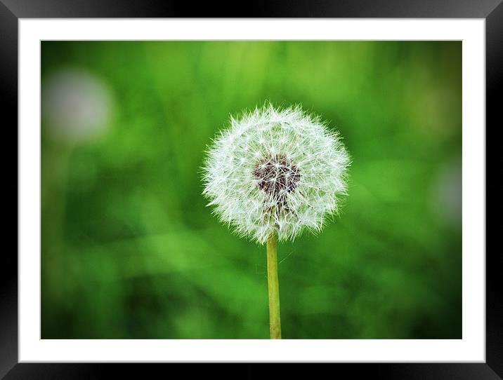 Tick Toc, Dandelion clock Framed Mounted Print by michelle rook