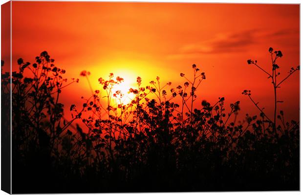 sunset over field of oil-seed Rape Canvas Print by dennis brown