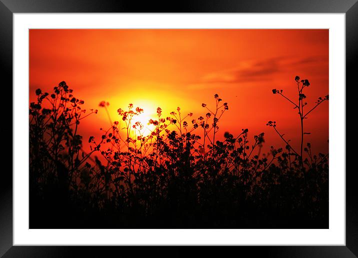 sunset over field of oil-seed Rape Framed Mounted Print by dennis brown