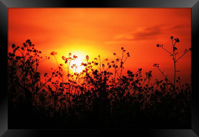 sunset over field of oil-seed Rape Framed Print by dennis brown