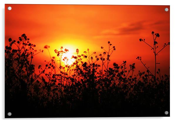 sunset over field of oil-seed Rape Acrylic by dennis brown