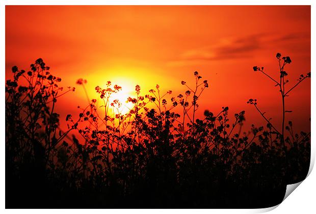 sunset over field of oil-seed Rape Print by dennis brown