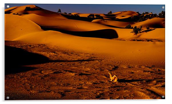 Sahara Sunrise Acrylic by Tony Polain
